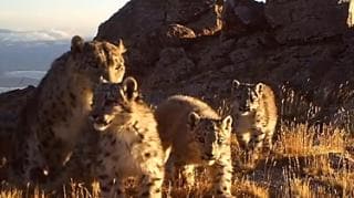 Family of incredibly rare snow leopards caught on camera